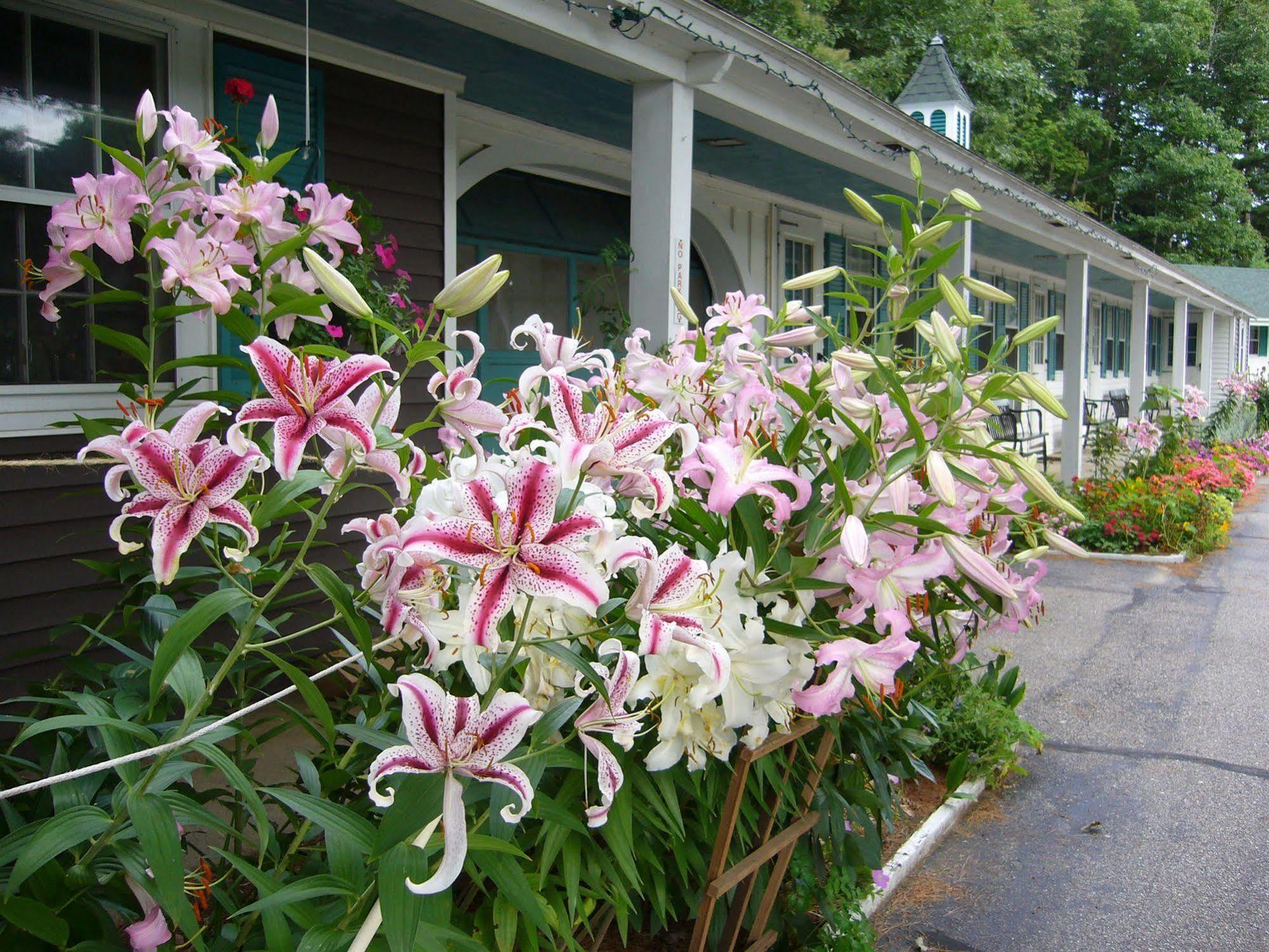White Trellis Motel North Conway Exteriér fotografie